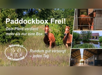 🐴 Paddockbox frei auf Gut Leimershof bei Bamberg ❤️