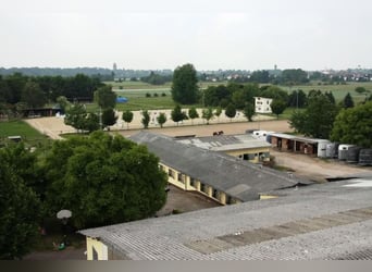 Paddockbox frei in Vollpension