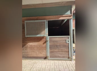 Paddockbox frei 
