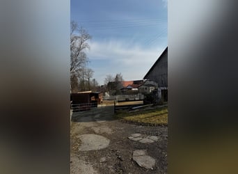 Paddockbox in Vollpension frei!