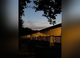 Paddockbox zu vergeben