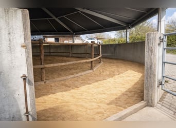 Paddockboxen, Außenboxen, Offenstall, Aufzucht, Ausbildung, Beritt