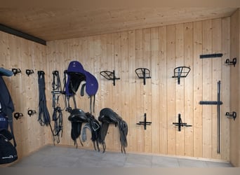 Paddockboxen, Außenboxen, Offenstall, Aufzucht, Ausbildung, Beritt