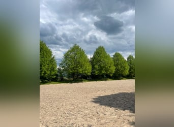 Paddockboxen im Grünen