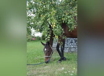 Paddockboxen, Laufstall, Offenstall in Vollpension oder in Selbstversorgung
