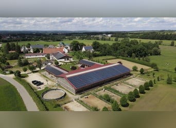 Paddockboxen mit Vollpension auf ruhiger Anlage frei