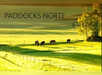 Paddocks Norte