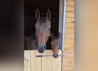 Pferdeboxen mit Paddock Remscheid