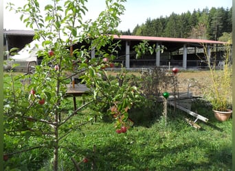 Pferdepension für einen Wallach frei