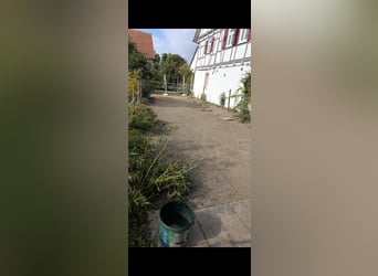 Platz für Shetty frei 
