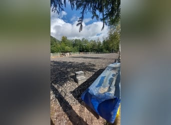 Privater Stall hat 3 Freie Boxen mit ganztägig Paddock Pferd Pony Rentner Rehe geeignet