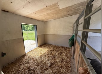Schöner Platz für Pony in Vollpension frei