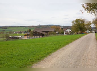 Stall Baltihof hat freie Boxen