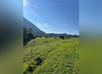 Almurlaub für Dein Islandpferd