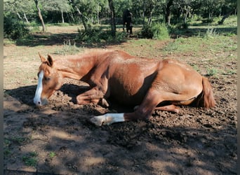 Altersweide für Pferde mit Betreuung - Schweizer Familie / Tierärztin