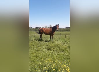 ganzjahresplatz für leichtfuttriges pferd oder pony.
