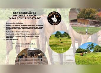 RENTNERPLÄTZE ( Wallachgruppe & Stutengruppe ) 