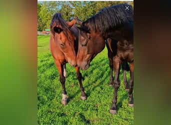 Sommerweide direkt an der Nordsee Kurplatz