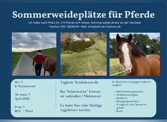 Weideplatz für 2-3 Pferde direkt an der Nordsee