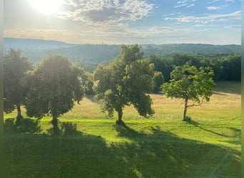 Weideplatz:  perfektes Altersparadies für ihr Pferd in der Dordogne