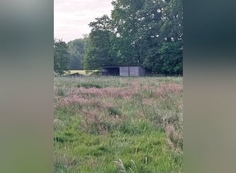 Weideplatz/Sommerweide 