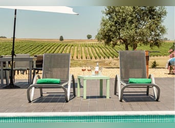 Beautiful Property With Vineyards And Accommodation For Wine Tourism.