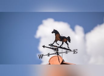 Einzigartiges Reitsportzentrum inkl. Pferdeklinik! 30 Minuten von Wien entfernt