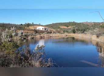 Gestüt in Portugal zu verkaufen – 40 Hektar Land, Privatseen und vieles mehr…