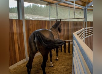 Magnificent & Luxurious Equestrian and Recreation Resort