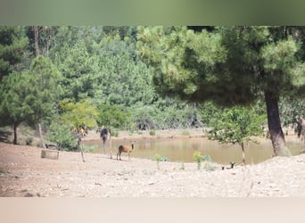 Farm For Recreation And Big Game Hunting.