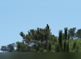 Farm For Recreation And Big Game Hunting.