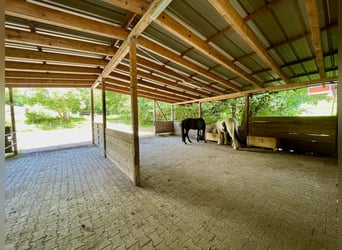 Großzügiger Offenstall zu verkaufen in Stromberg mit Sandplatz und Reiterstübchen – die Red Hawk Ran