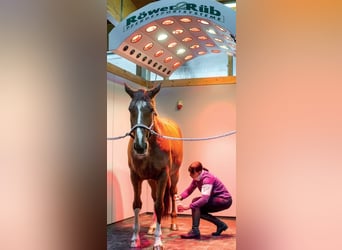 Magnificent & Luxurious Equestrian and Recreation Resort