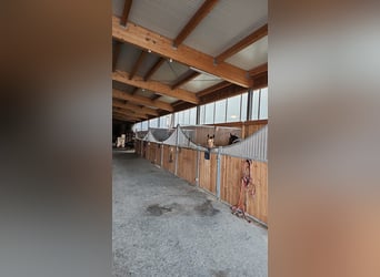 Top gepflegte Reitsportanlage mit Sportstätten-Widmung. 