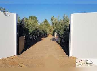 Zwei Fincas mit möglichkeit für Pferdehaltung, Andalusien, Spanien