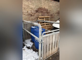 Fangstand / Behandlungsstand