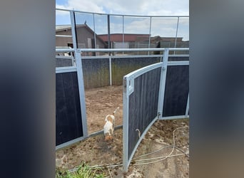 Führmaschiene für 4 Pferde