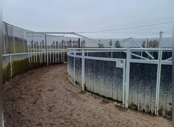 Führmaschiene, Solarium und Vibrationsplatte 