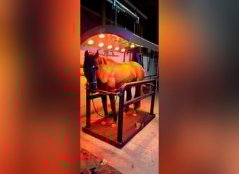Führmaschiene, Solarium und Vibrationsplatte 