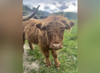 Mini Highlands zur Weidepflege!