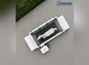 Premium Aquatrainer Pferd Edelstahl – Neu & unbenutzt