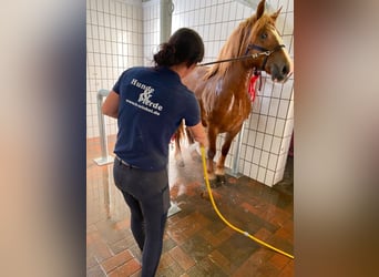 Waschstand NEU für Pferde