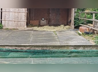 5 x Paddockmatten a' 10 m