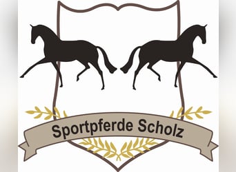 Ausbildungsplatz zum/r Pferdewirt/in - Fachrichtung Haltung & Service