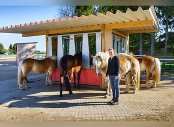 Duales Studium (Job) mit Pferden, Sportbusiness-Management