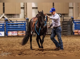The 6-Month Professional Horse Trainer | Mississippi | Gascon Horsemanship