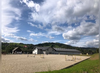 Young horses- training