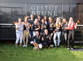 Bereiter gesucht (w/m/d) in 26655 Westerstede (D)