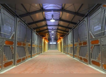 Bereiter-in  m/w/d gesucht