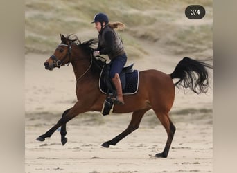Pony training at stable: "9"